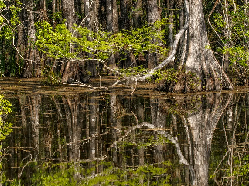 Bald cypress trees