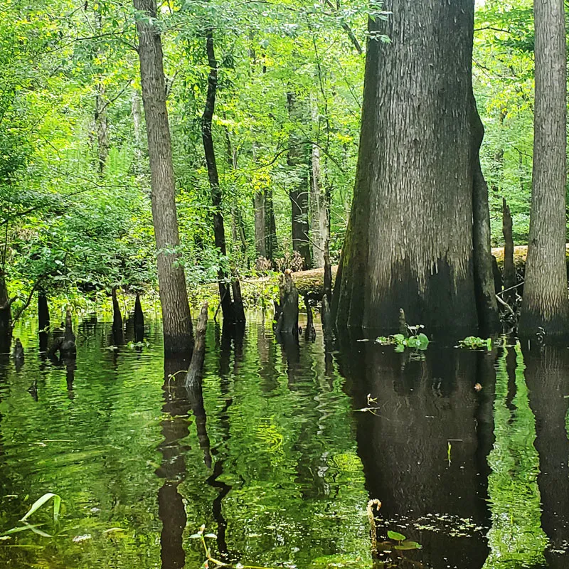 Black River Swamp