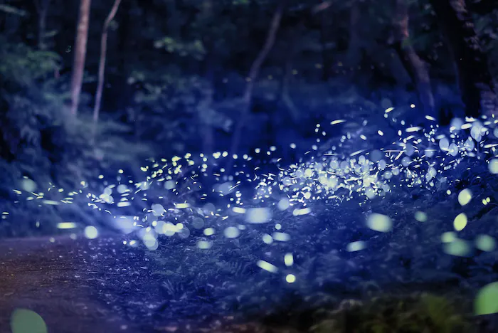 Blue Ghost Fireflies