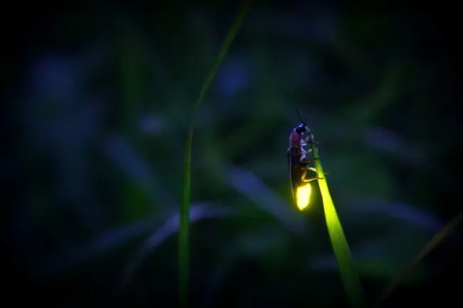 A Blue Ghost Firefly on a blade of grass