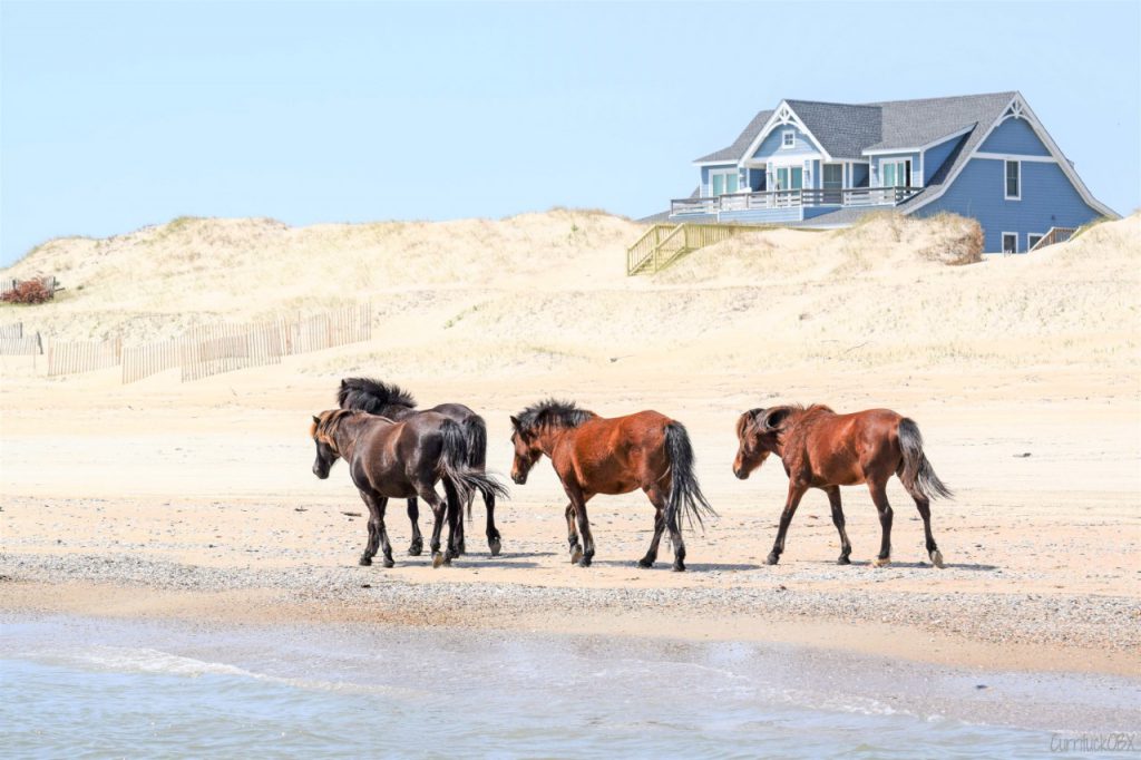 Horses trotting on the shore